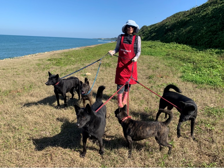 淡水動物之家黑犬們每週都能在美麗海邊一邊曬太陽一邊愜意散步，擁有愉快心情。   圖：新北市動保處提供