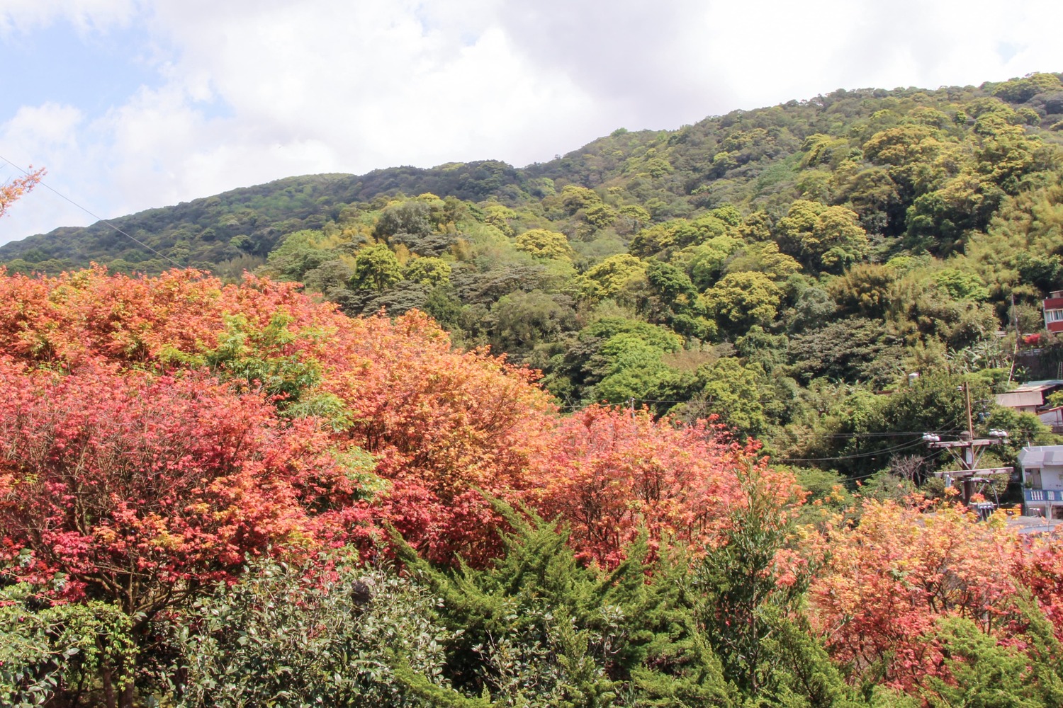 台北就看得到！菁山社區楓紅美景限定登場