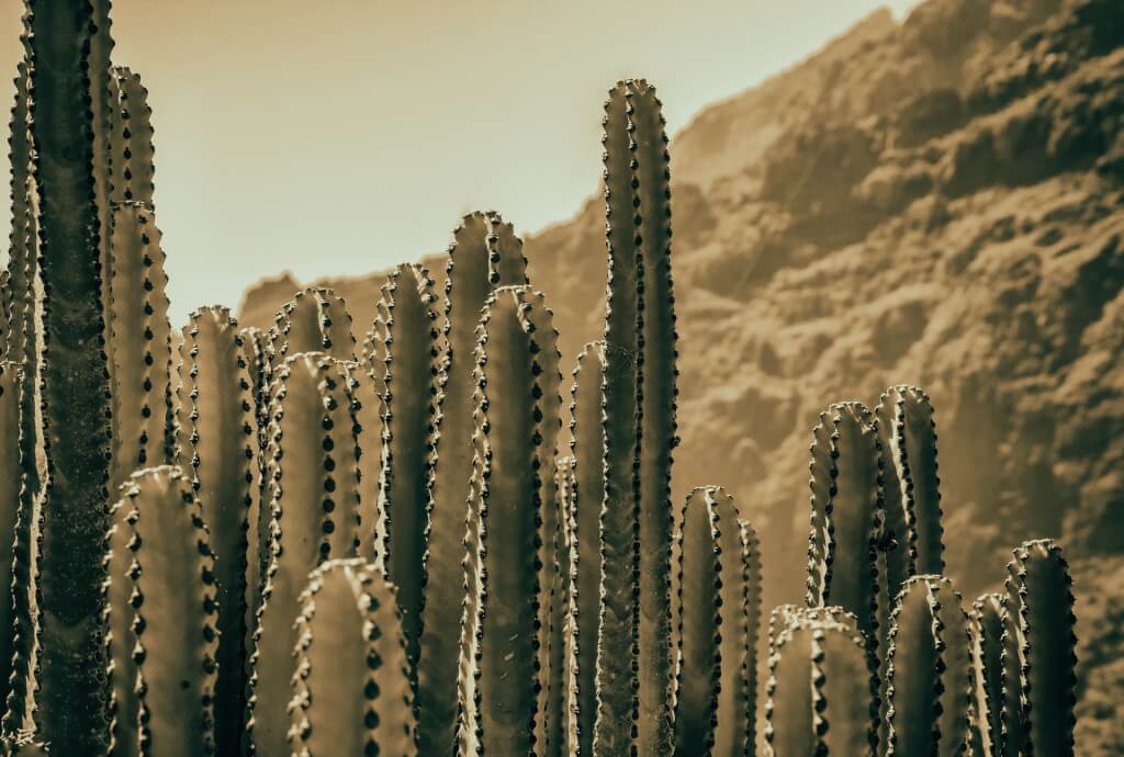 全球暖化威脅大 沙漠植物仙人掌也面臨滅絕危險