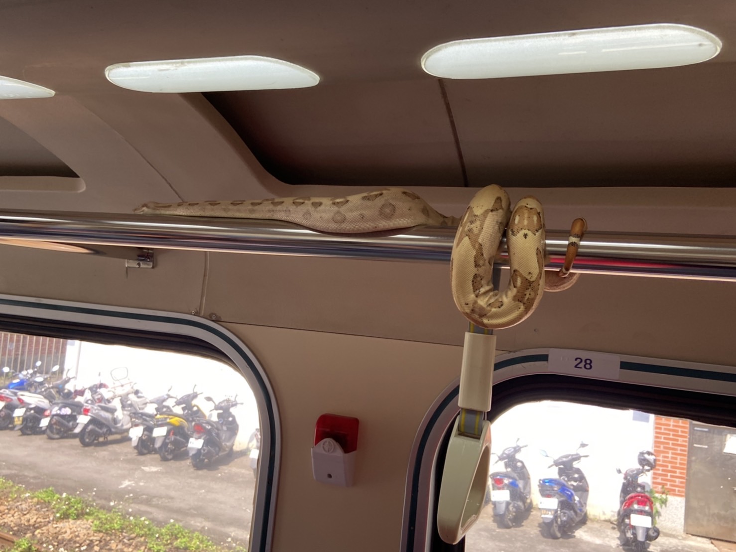 嚇歪！蟒蛇入侵自強號車廂 台鐵緊急疏散旅客