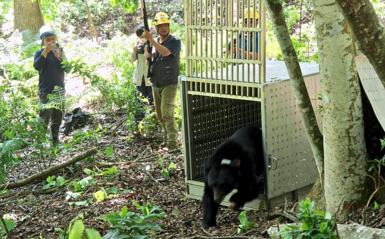 東卯山台灣黑熊二度野放重返森林！林務局：持續密切追蹤 | 生活 | |