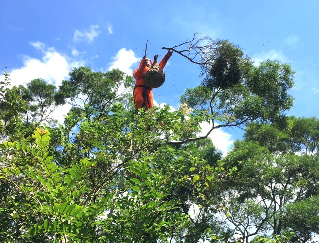 動保處派員摘除樹枝上的蜂窩。   圖：新北市動保處提供