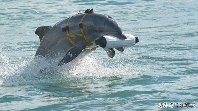 俄「海豚兵」出動？！守衛黑海艦隊防特種部隊潛水員潛入