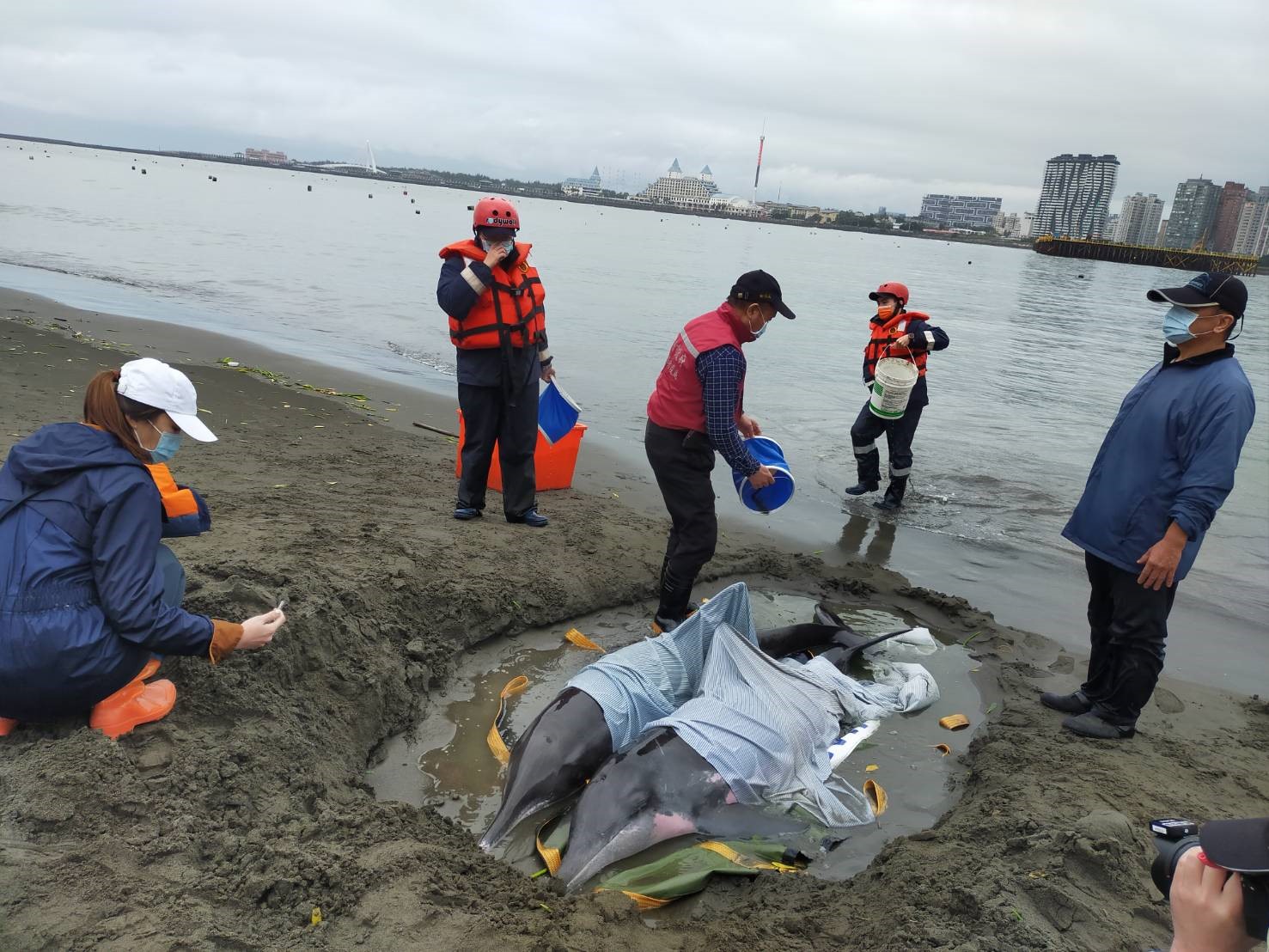 動保員至海岸邊救援擱淺糙齒海豚。   圖：新北市動保處提供