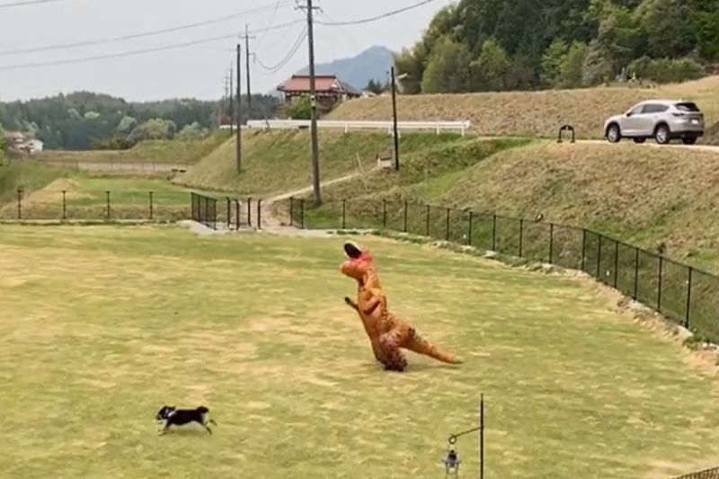 日本竟然有一名飼主化身「恐龍家長」陪狗狗在草地上奔跑。   圖／推特帳號kuroshibapeko