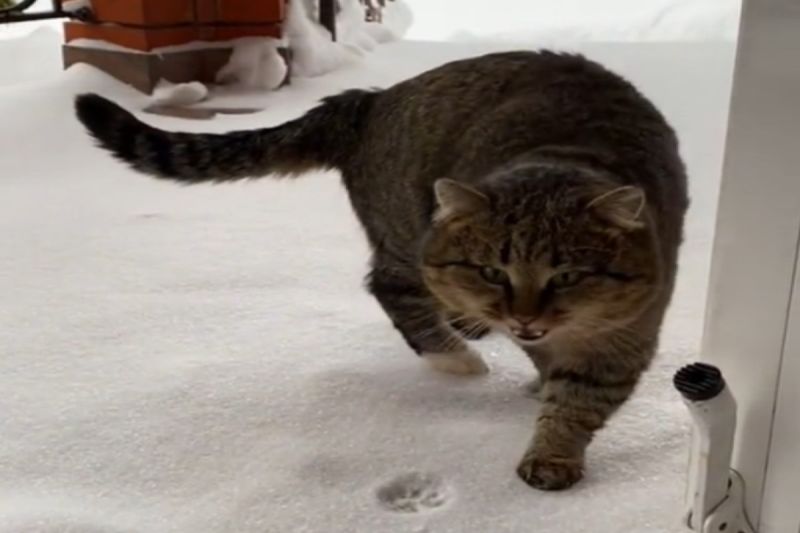 國外一隻貓咪出門踩到冰雪後，立刻轉頭返回屋內。   圖／TikTok帳號tumitanya