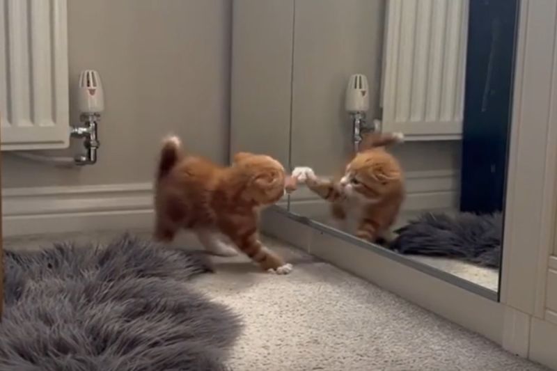 國外一隻小橘貓對鏡子裡自己的倒影狂挑釁。   圖／IG帳號itsasimbalife