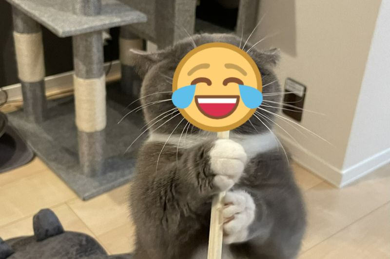 日本一名飼主拿出免洗筷時，遭到自家愛貓搶奪。   圖／推特帳號nekono_uzuki