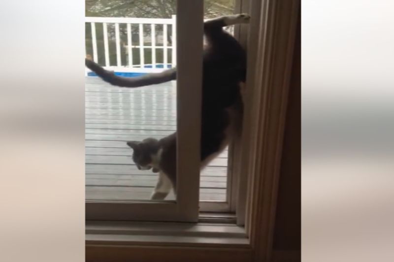 加拿大一隻貓咪以奇怪的方式滑進屋內。   圖／美聯社AP／Jukin Media