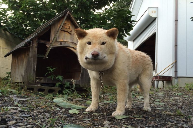 日本一隻柴犬因為好奇心強意外遭蛇吻，下巴腫成國字臉！   圖／推特帳號yoshikesochan