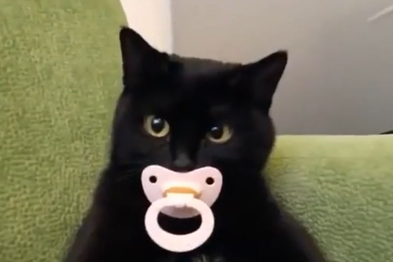 黑貓是隻奶嘴寶寶，人類伸手秒射欲拿，牠秒射萌萌眼刀：「本喵不依啦！」   圖／Instagram：opepeto