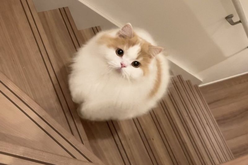 貓咪爬樓梯毛髮澎成棉花糖，網友讚：「根本是行走的娃娃」。   圖／Twitter：Lemon0517ch