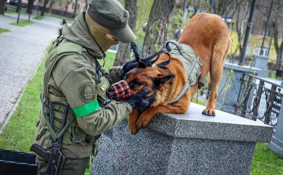 被遺棄！俄羅斯戰犬叛俄投烏克蘭 惡補第二語言
