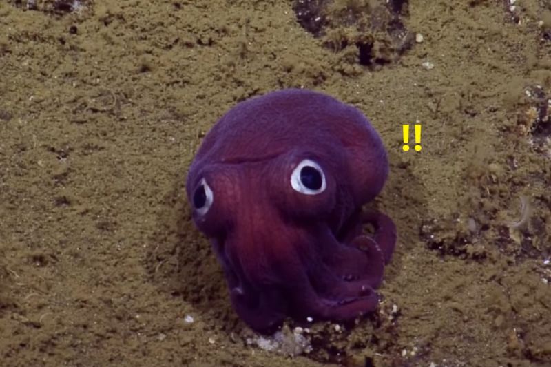 國外一研究團隊在海床上發現一隻長相逗趣的「大眼紫烏賊」。   圖／Youtube帳號EVNautilus