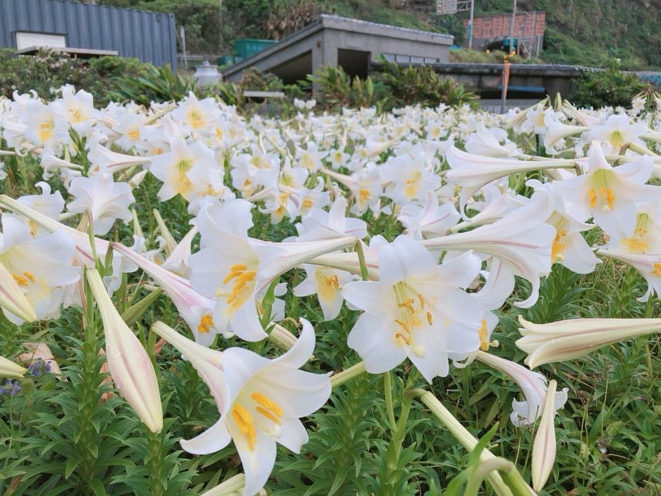 到青春山海線賞花，憑山依海挺立綻放的台灣百合。   圖：龍洞灣海洋公園提供