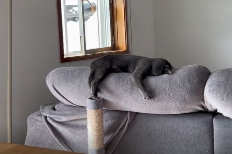 國外一名飼主驚見自家灰貓在沙發上爆睡。   圖／IG帳號charlot_cat_