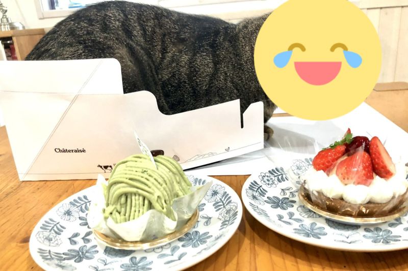 日本一名推主買蛋糕回家，準備享用時卻發現多了一條「虎皮蛋糕」！   圖／推特帳號