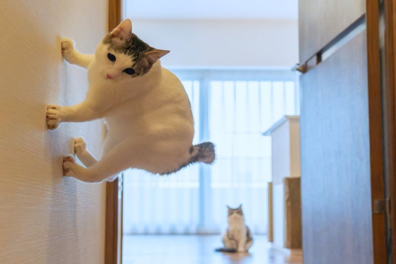 日本一名飼主剛好拍到貓咪「吸在牆壁上」的瞬間！   圖／推特帳號kazutoshi_ono_