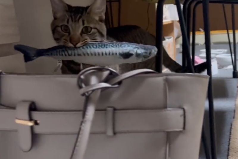 上班太憂鬱？貼心貓在包裡擺入這物助威：「工作加油喔！」   圖／Twitter：soramoon22