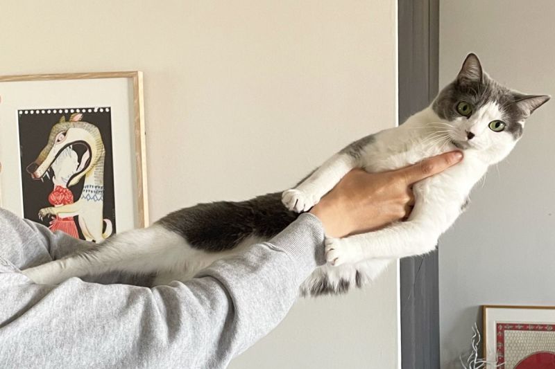 日本一名飼主想要抱愛貓，卻遭到踢腿狠心拒絕。   圖／推特帳號nekolabo1
