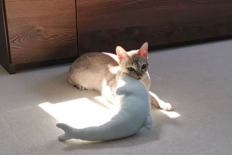 貓貓做家事？牠將最愛的玩具放到陽光下，慵懶躺下：「一起曬暖暖」。   圖／Twitter：iamcat_lulu