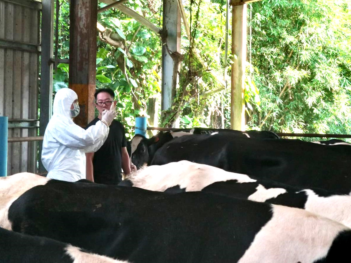 新北市動保處人員赴牛場施打牛流行熱疫苗，防範病毒。   圖：新北市動保處提供 