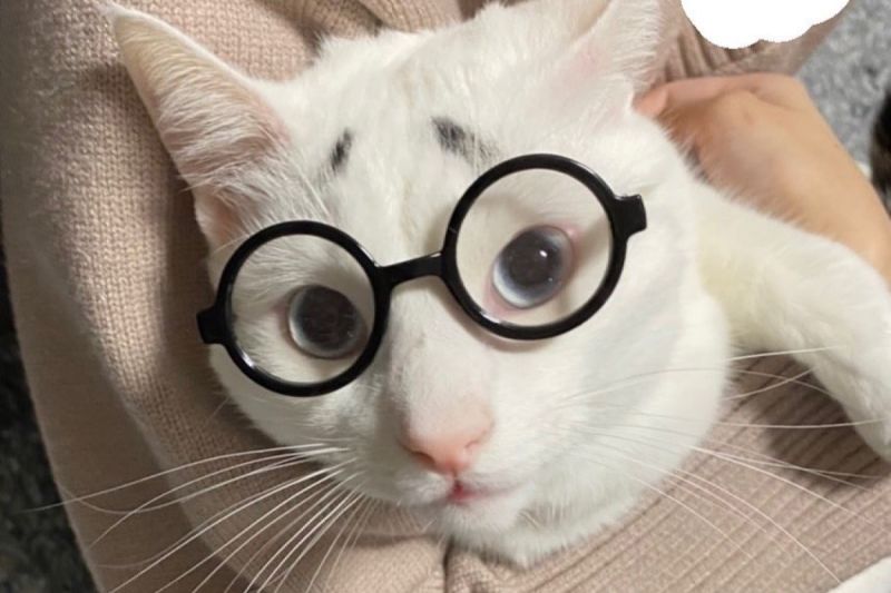 貓貓擁有魔性小眉毛，低頭竟秒變奶白小老鼠。   圖／Instagram：maromaro0501