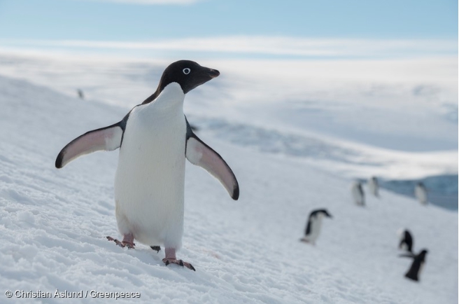 *ST 聖亞稱，2008 年取得中國國內唯一的「國家級南極企鵝種源繁育基地」牌照。   圖 : 翻攝自 Christian Aslund / Green Peace