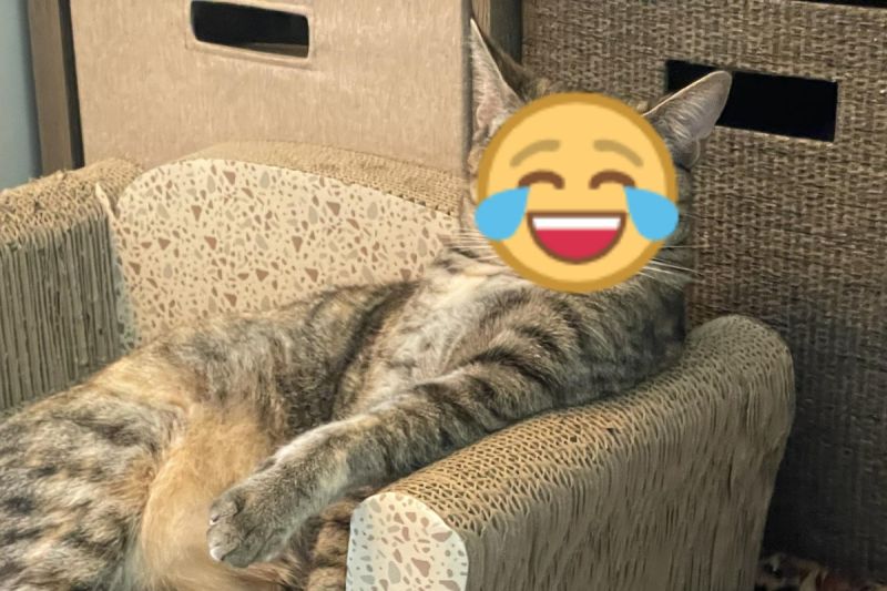 國外一隻虎斑貓躺在貓抓椅上的模樣，讓許多網友直呼「氣場好強大」。   圖／Reddit帳號Uminx