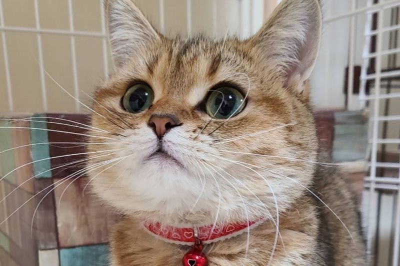 童顏美喵，獸醫師認證貓界蘿莉超甜，肉呼臉頰惹人愛。   圖／Twitter：catminumona