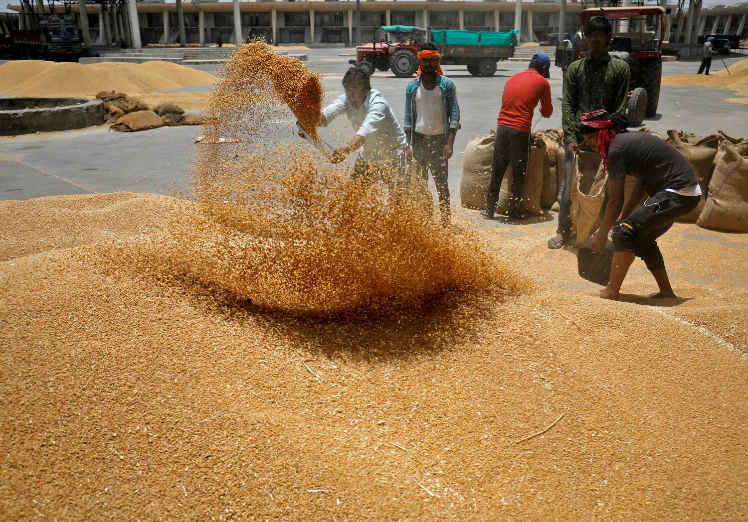 聯合國糧食及農業組織發布「糧食展望」雙年報，提醒全球糧食危機的嚴重問題。圖為印度民眾曬小麥。   圖：達志影像/路透社(資料照片)