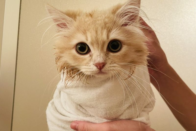 ▲日本一隻貓咪洗完澡後被「嬰兒包」。（圖／推特帳號miru_minuetto）   