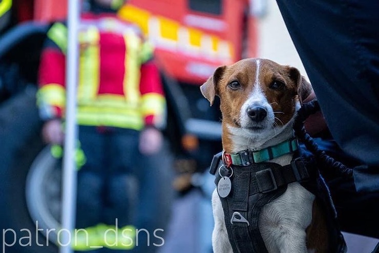 棄暗投明！前俄戰犬變身掃雷犬 萌當Patron同事