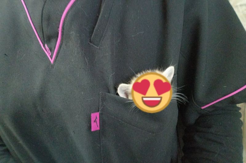 日本一間獸醫院員工制服口袋裡出現「口袋怪獸」。   圖／推特帳號Spaykitaq