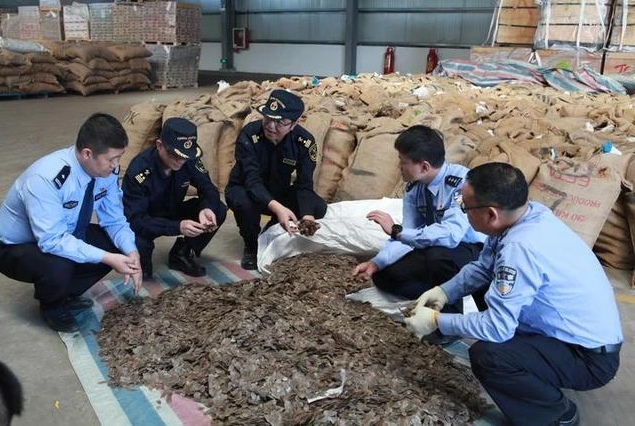 中國杭州查獲大批的走私穿山甲鱗片。 圖 : 翻攝自中國公安局