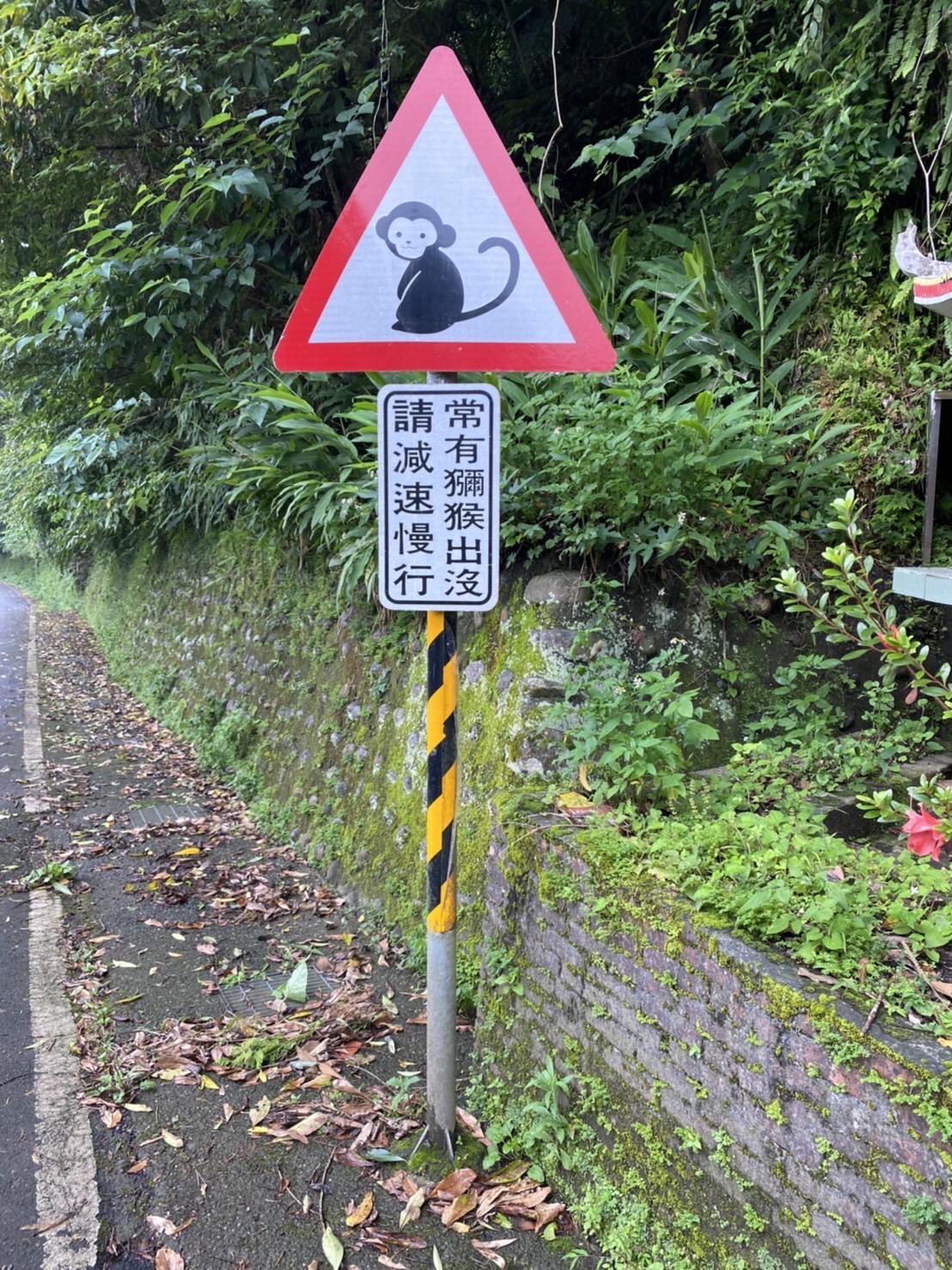 石碇山區設置了「當心獼猴」。   圖：新北市交通局提供