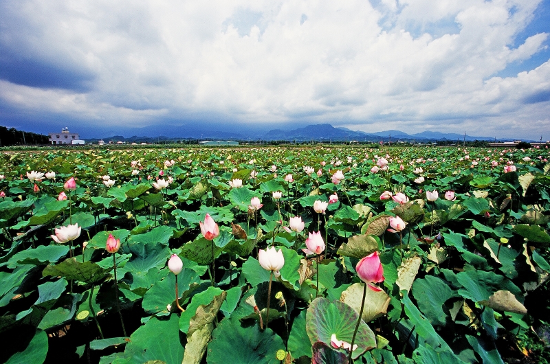 台南白河是全台最大的蓮子產區，今年因為天公作美雨水充足，白河區蓮田花況極佳。   圖：台南市觀旅局／提供 