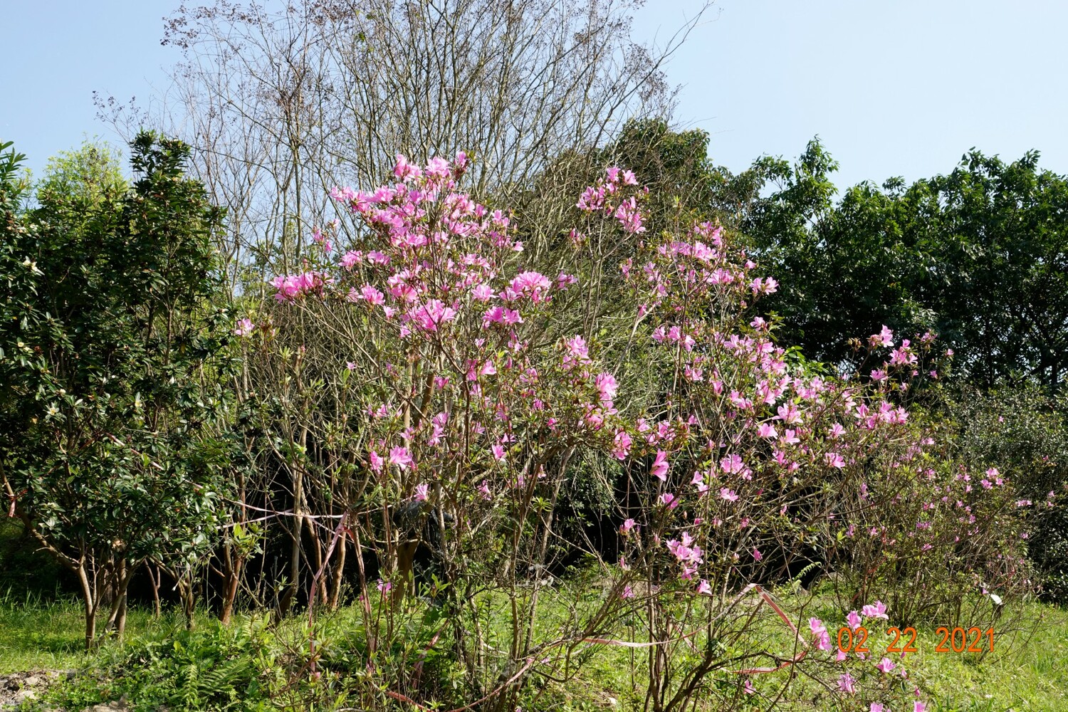 烏來杜鵑花盛開中，曾為瀕臨絕種的植物，現復育有成。   圖：林振興於漳和濕地拍攝