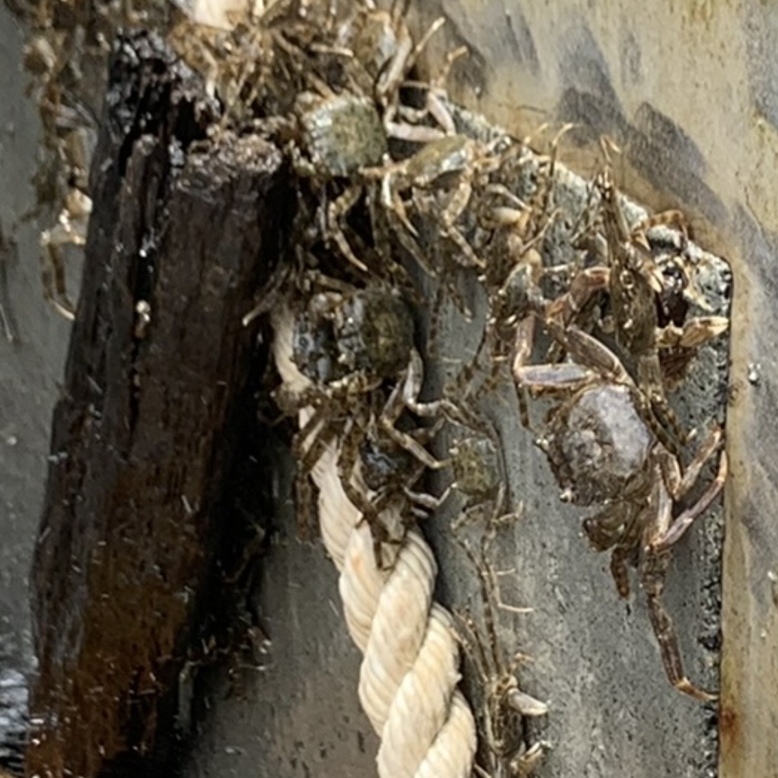 為數不少小毛蟹聚集隨繩攀爬。   圖：新北市水利局提供