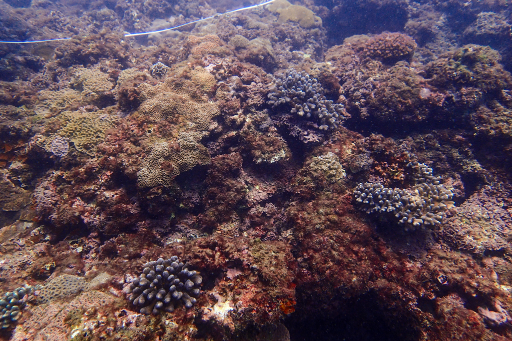 台灣環境資訊協會公布「台灣珊瑚礁體檢12年成果報告」。（圖為野柳水下）   圖：台灣環境資訊協會提供／鄭念昀攝