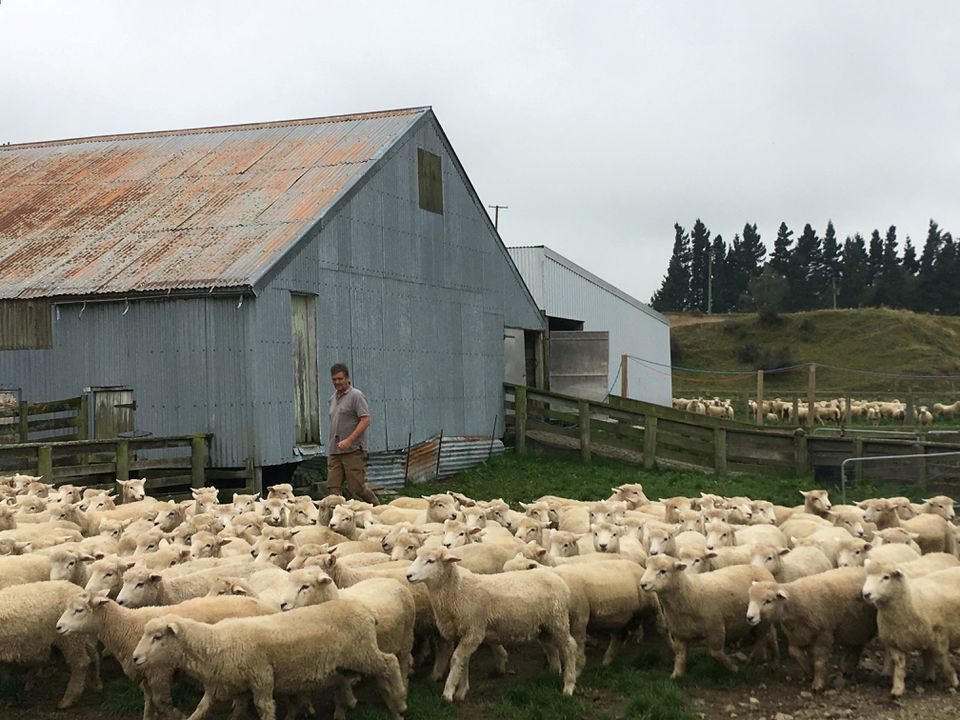 打嗝也要管？ 紐西蘭將對牛、羊排放氣體進行管制