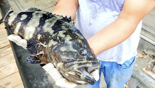 矢板明夫援引日媒消息稱，日本最大漁業養殖業者將出手收購台灣滯銷的石斑魚，以報答 311 大地震台人積極捐款的恩情。   圖：翻攝自外交部推特（資料照片）