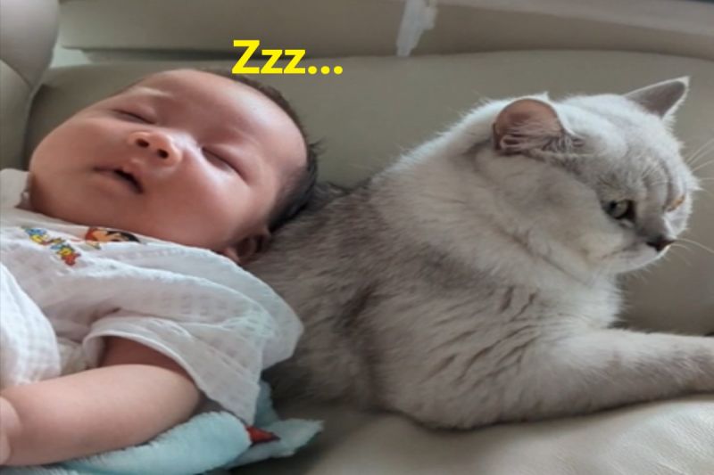 國外一名嬰兒原本正在嚎啕大哭，一被放在貓咪身上就馬上停止哭泣！   圖／Reddit帳號reallyumt