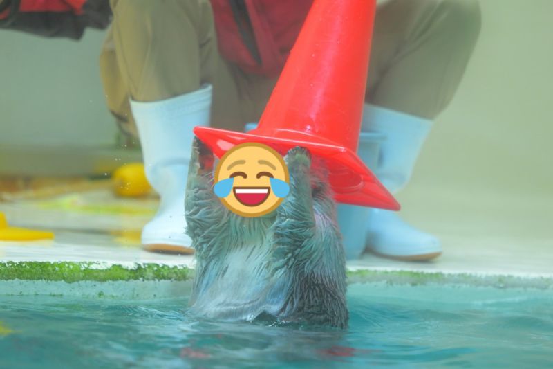 日本一隻海獺戴上「分類帽」時，做出超逗趣的表情與動作。   圖／推特帳號prairie_for_you
