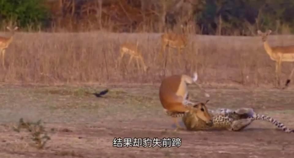 謝長廷談「雲峰」！舉野生動物掠食為例 強調台灣不會坐以待斃