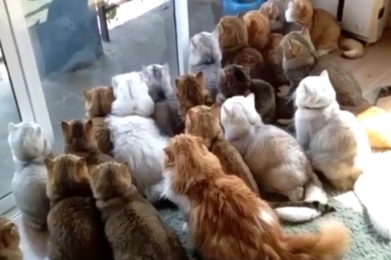 小鳥現身庭園，吸引大約20隻貓在窗前群聚，眼神犀利猛盯。   圖／Instagram：meowmrscat