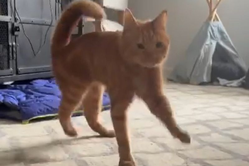 主人喊牠，小橘貓踩歡樂踢踏舞靠近，一早上快樂滿點。   圖／Instagram：orangeisthenewblackandtan
