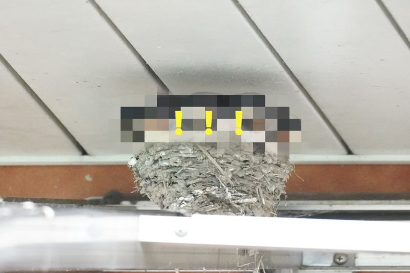 日本一名網友日前見到一窩燕子寶寶，卻意外讓網友們都笑噴。   圖／推特帳號chibiko_todo