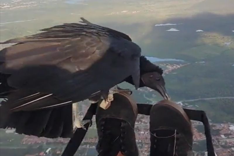 男子體驗滑翔傘時，遇見一隻黑美洲鷲「順風搭便車」！   圖／推特帳號batsy09