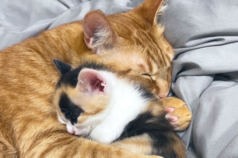 日本一隻橘貓有了三花貓妹妹後，經常將牠摟在懷裡一起進入夢鄉。   圖／推特帳號senatetokoharu